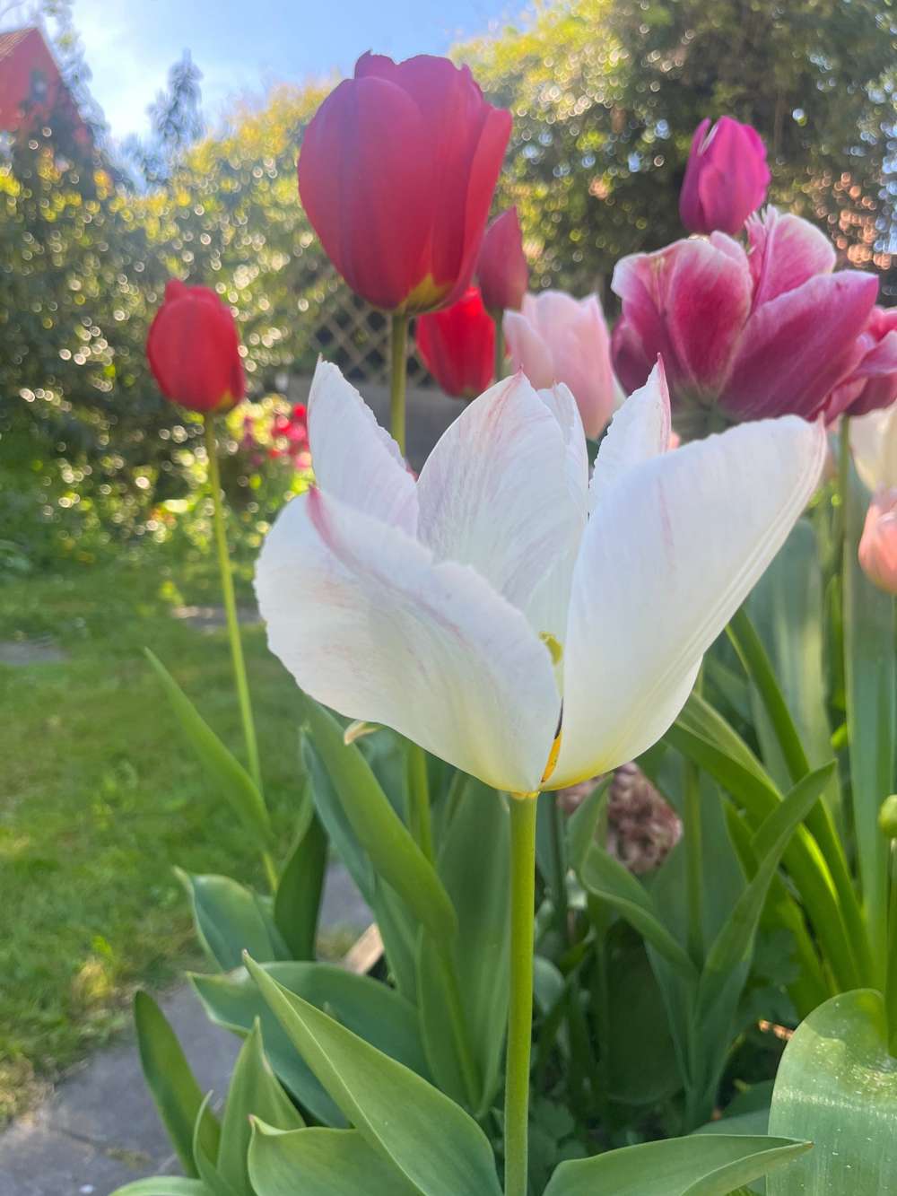 Eksklusivblanding 'Svaneke Delight'